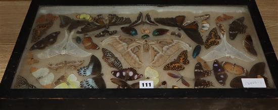 A quantity of mixed framed taxidermic butterflies, dragonflies, beetles, etc.